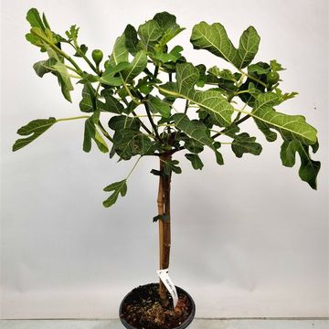 Ficus carica 'Bornholms Diamant'