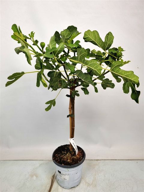 Ficus carica 'Bornholms Diamant'