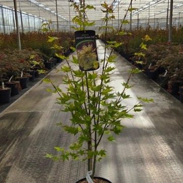 Acer palmatum 'Summer Gold'