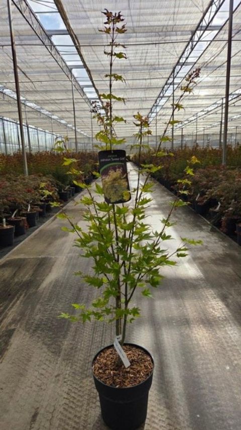 Acer palmatum 'Summer Gold'