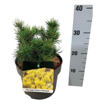 Pinus mugo 'Carsten'