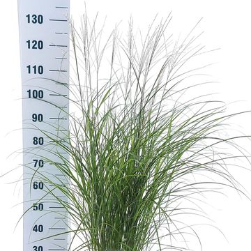 Miscanthus sinensis 'Kleine Silberspinne'