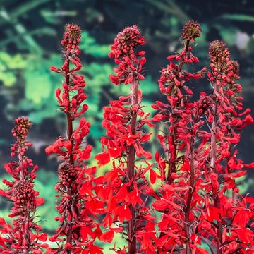 Lobelia 'Queen Victoria'