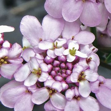 Iberis sempervirens 'Pink Ice'