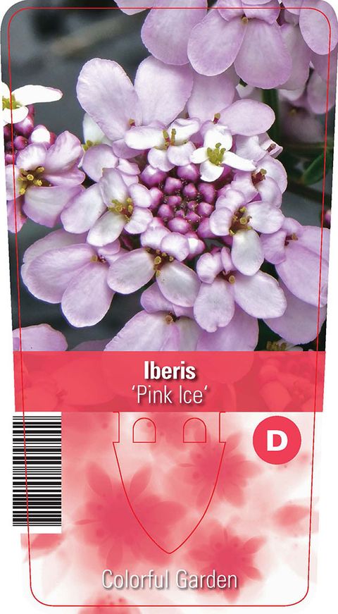 Iberis sempervirens 'Pink Ice'