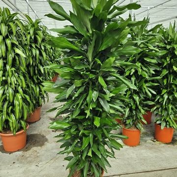 Dracaena fragrans 'Janet Lind'