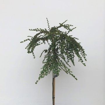 Cotoneaster nanshan 'Boer'