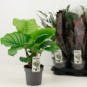 Calathea MIX