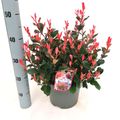 Photinia x fraseri 'Little Fenna'