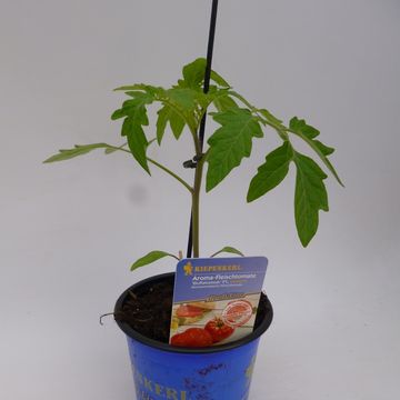 Solanum lycopersicum 'Buffalo Steak'