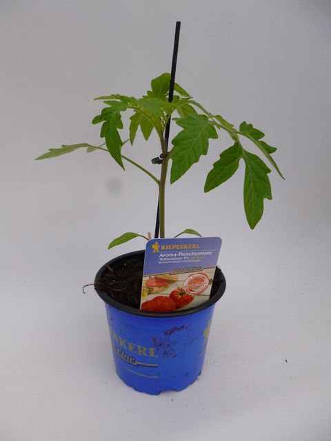 Solanum lycopersicum 'Buffalo Steak'