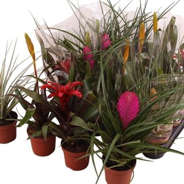 Bromelia MIX