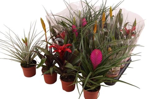 Bromelia MIX