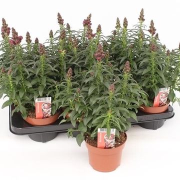 Antirrhinum FLORINI DIANA BRIGHT RED