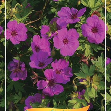 Geranium MIX