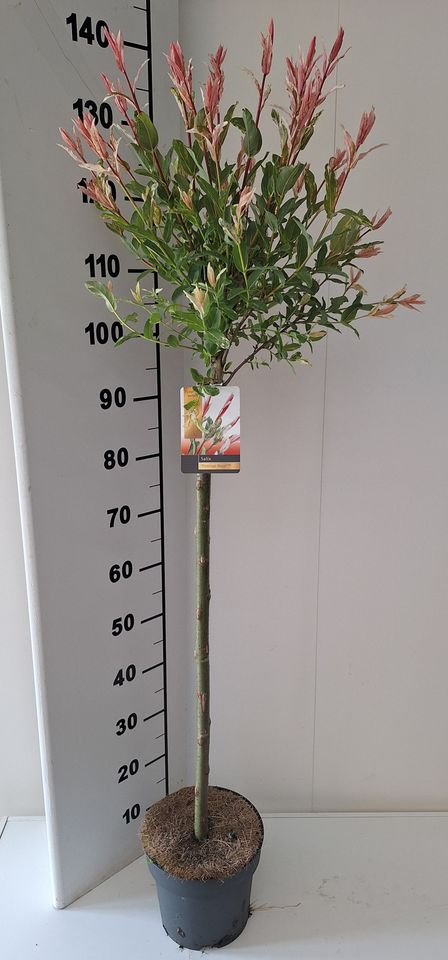 Salix integra 'Flamingo'