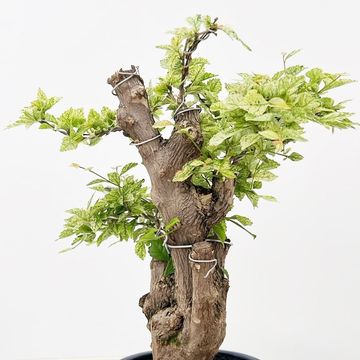 Duranta erecta 'Variegata'
