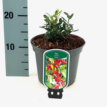 Ilex vomitoria 'Nana'