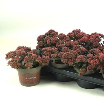 Sedum 'Red Canyon'