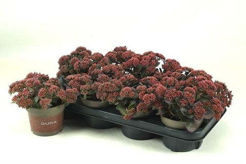 Sedum 'Red Canyon'