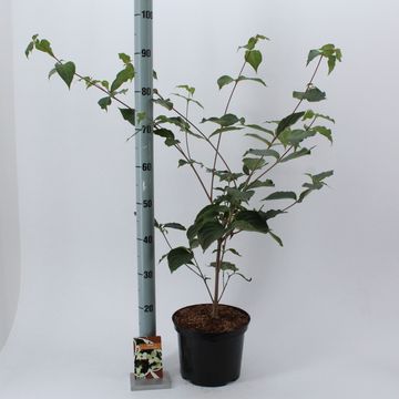 Cornus kousa 'Wieting's Select'