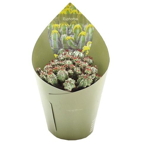 Euphorbia submamillaris