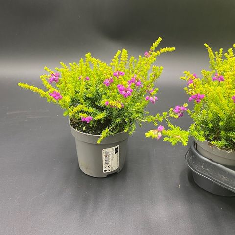 Erica cinerea