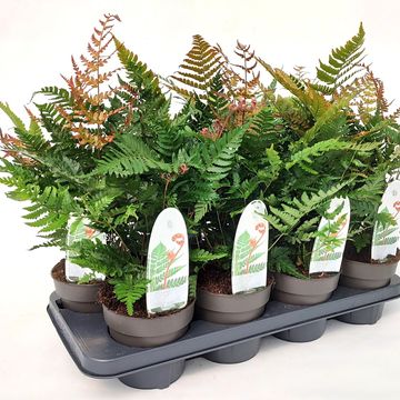 Dryopteris erythrosora 'Brilliance'