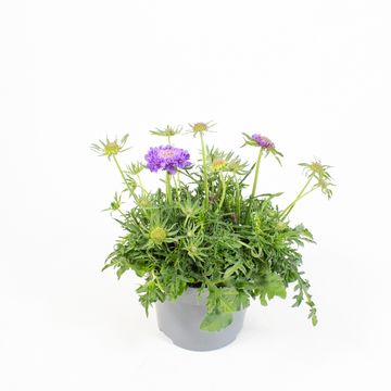 Scabiosa columbaria 'Mariposa Blue'