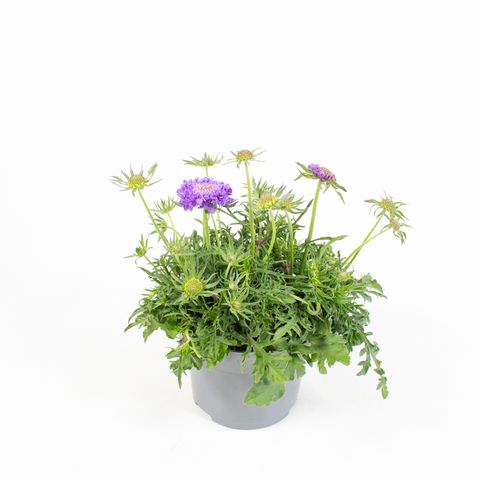 Scabiosa columbaria 'Mariposa Blue'