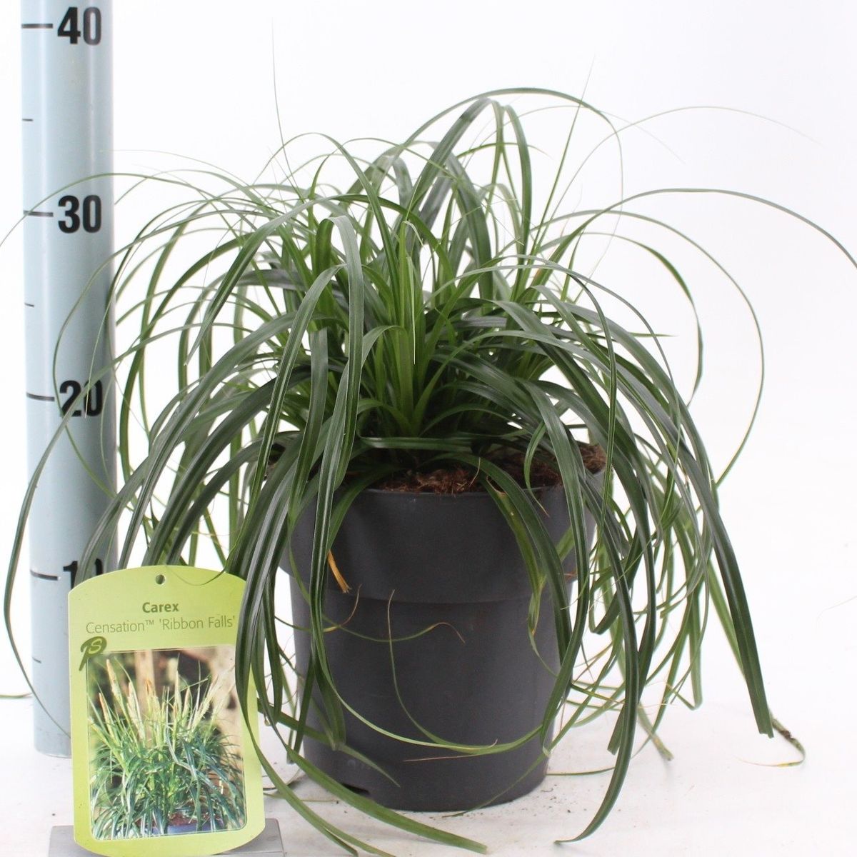 Carex RIBBON FALLS — Plant Wholesale FlorAccess