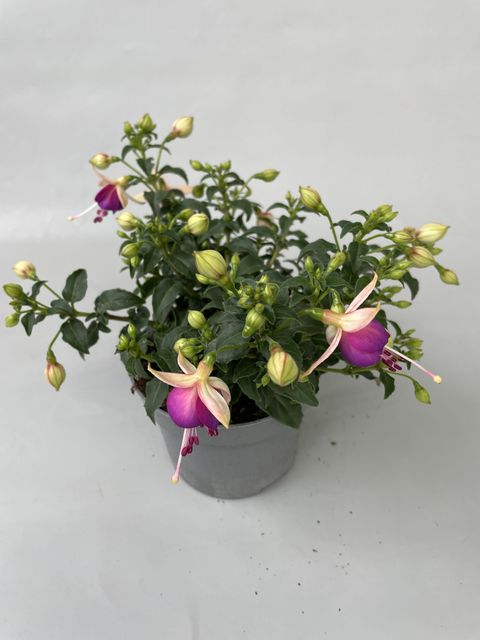 Fuchsia BELLA FUCHSIA NORA