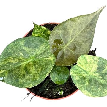 Alocasia wentii 'Aurea'
