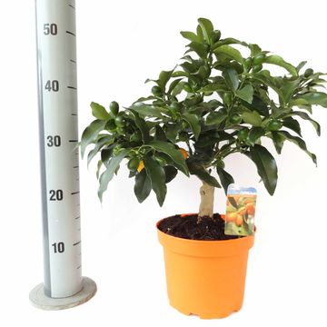 Citrus margarita 'Nagami'