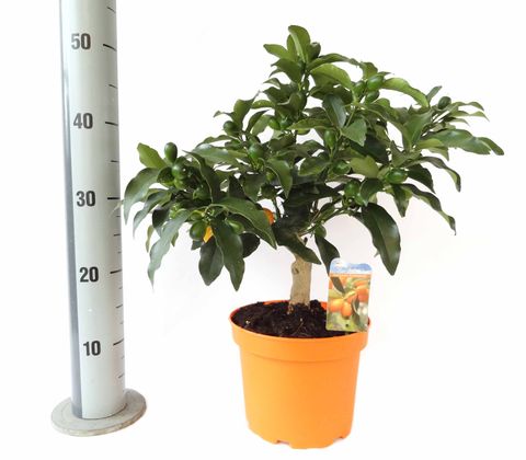 Citrus margarita 'Nagami'