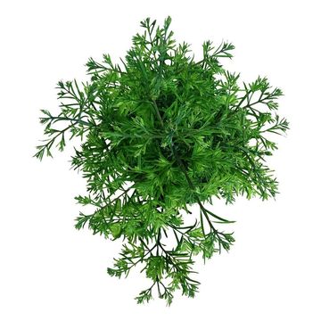 Metasequoia glyptostroboides 'Hamlet's Broom'