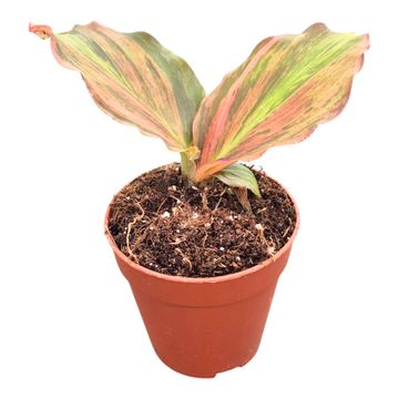 Kaempferia pulchra 'Variegata'