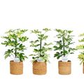 Schefflera MIX