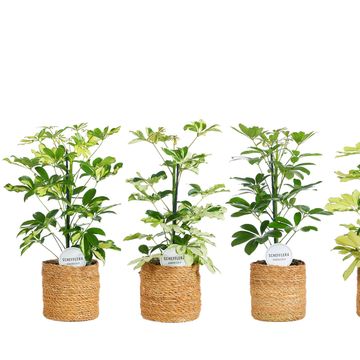 Schefflera MIX