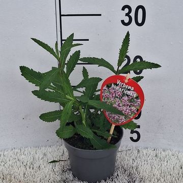 Verbena bonariensis 'Lollipop'