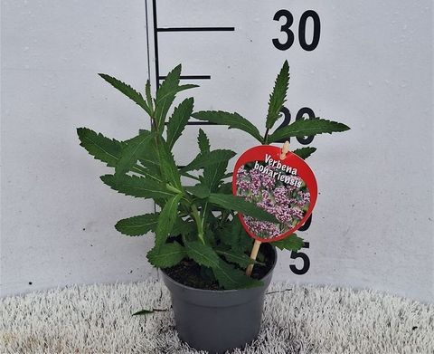 Verbena bonariensis 'Lollipop'