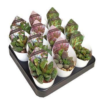 Adromischus MIX