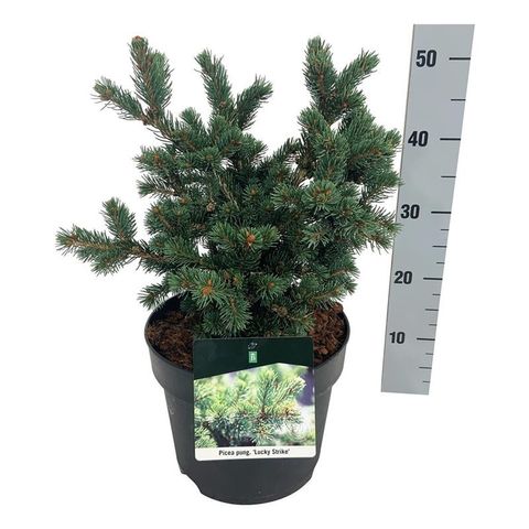Picea pungens 'Lucky Strike'