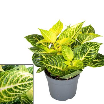 Iresine herbstii 'Rich Goldstar'