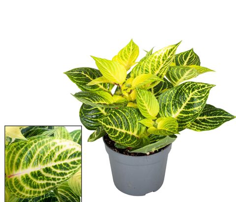 Iresine herbstii 'Rich Goldstar'