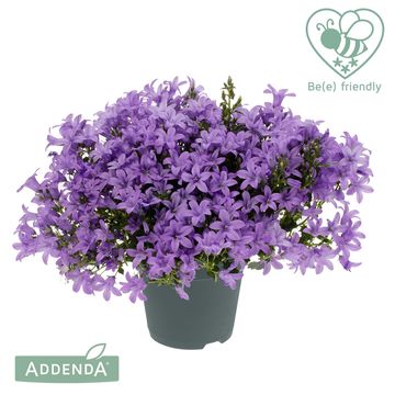 Campanula portenschlagiana 'Ambella Lavender'