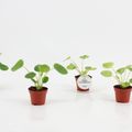 Pilea MIX
