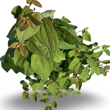 Cercidiphyllum japonicum