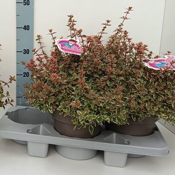 Abelia x grandiflora PINK LADY