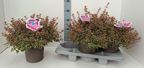 Abelia x grandiflora PINK LADY